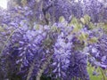 Wisteria sinensis Ã¢â¬ËProlificÃ¢â¬â¢, violet colored Chinese Wisteria Royalty Free Stock Photo